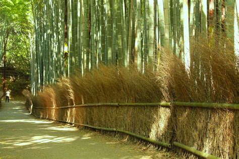 A Floresta de Bambu de Huzhou: Uma Odisseia Verde e um Refúgio Tranquilo!